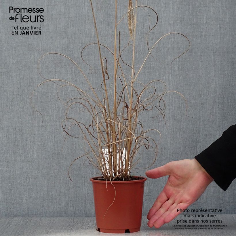 Spécimen de Miscanthus sinensis Kleine Fontäne (Petite Fontaine) Pot de 1L/1,5L tel que livré en hiver
