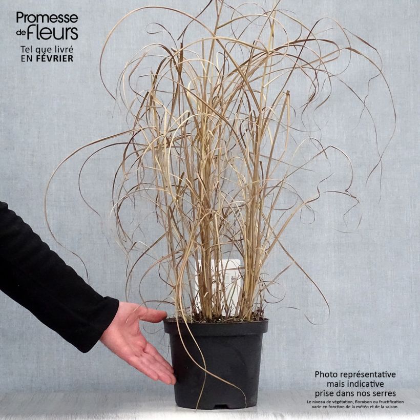 Spécimen de Miscanthus sinensis Kleine Fontäne (Petite Fontaine) Pot de 3L/4L tel que livré en hiver