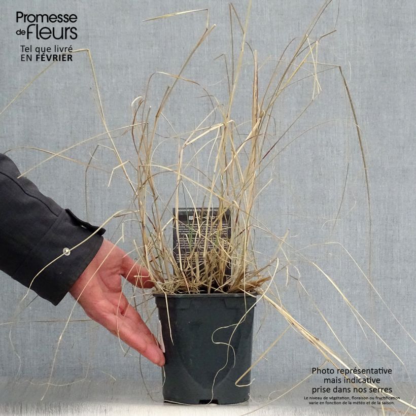 Spécimen de Miscanthus sinensis Kleine Silberspinne - Roseau de Chine Pot de 4L/5L tel que livré en hiver