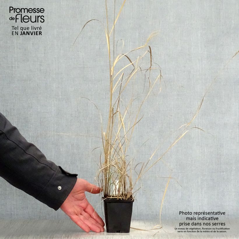 Spécimen de Miscanthus sinensis Kleine Silberspinne - Roseau de Chine Godet de 8/9 cm tel que livré en hiver