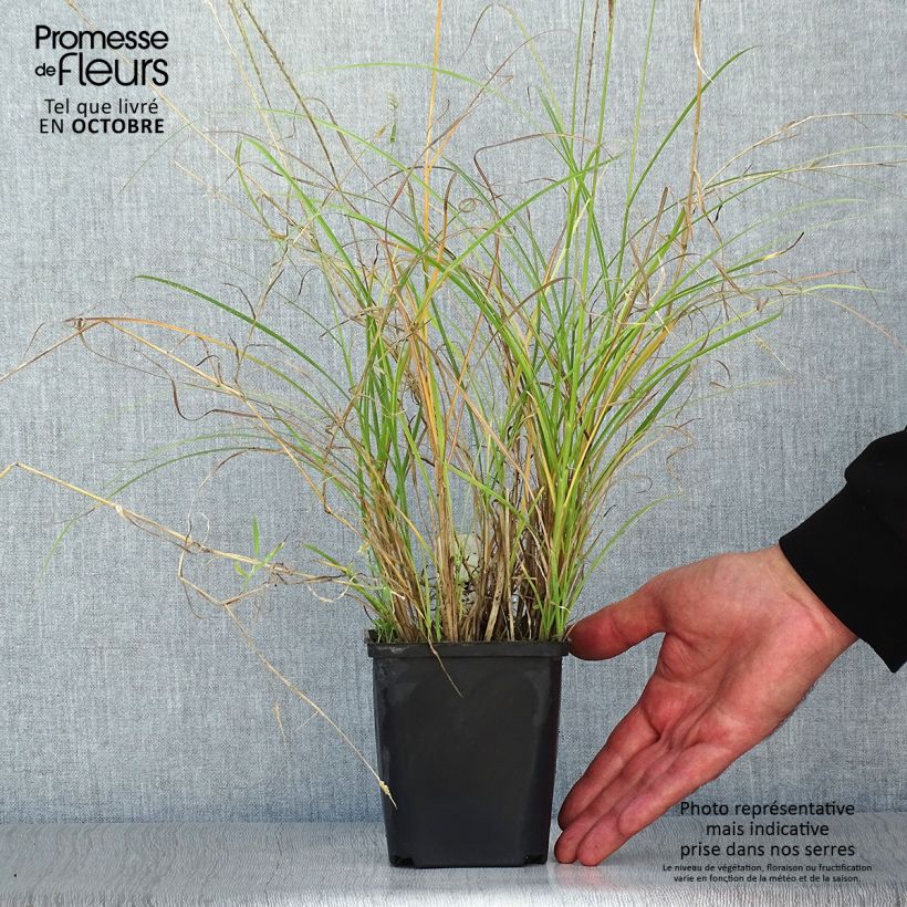 Spécimen de Miscanthus sinensis Kleine Silberspinne - Roseau de Chine Godet de 8/9 cm tel que livré en automne