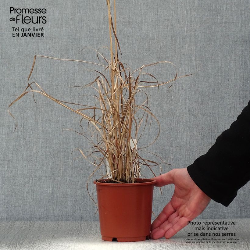 Spécimen de Miscanthus sinensis Kleine Silberspinne - Roseau de Chine Pot de 1L/1,5L tel que livré en hiver