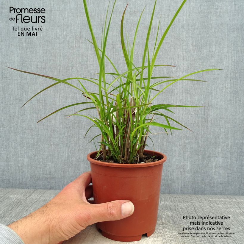 Spécimen de Miscanthus sinensis Kleine Silberspinne - Roseau de Chine Pot de 1L/1,5L tel que livré au printemps