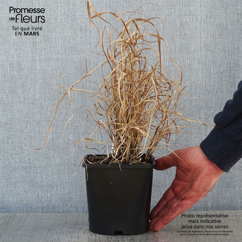 Spécimen de Miscanthus sinensis Little Zebra - Roseau de Chine panaché en Pot de 2L/3L tel que livré en hiver