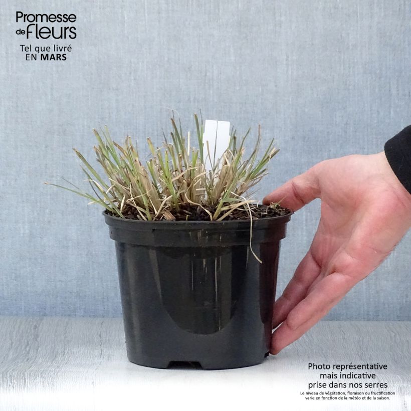 Spécimen de Miscanthus sinensis Little Zebra - Roseau de Chine panaché en Pot de 2L/3L tel que livré au printemps
