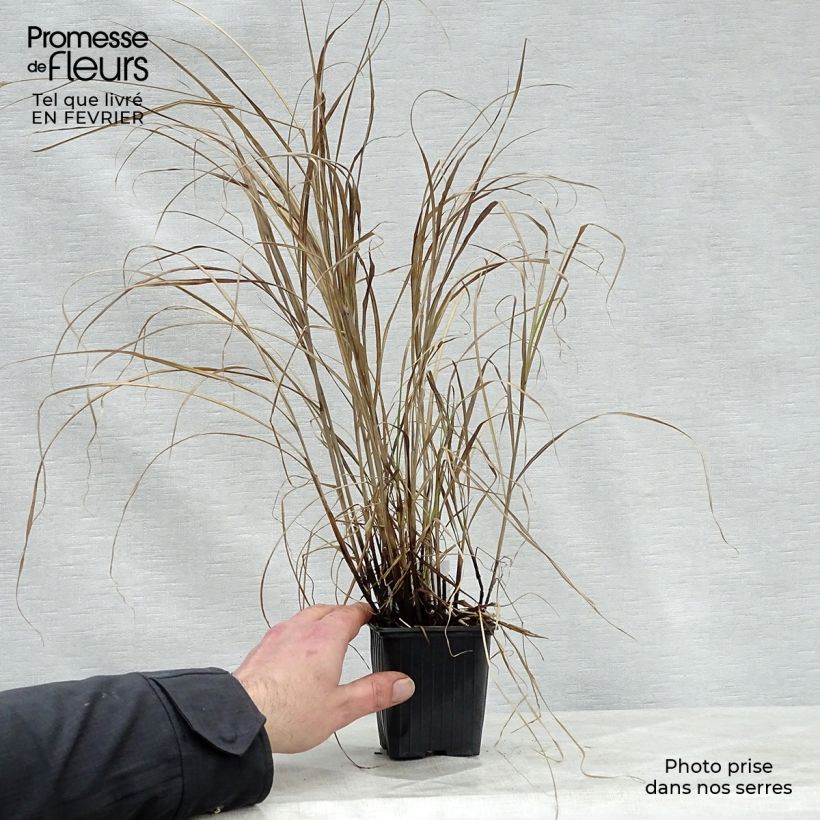 Spécimen de Miscanthus sinensis Little Zebra - Roseau de Chine panaché en Godet de 8/9 cm tel que livré en hiver