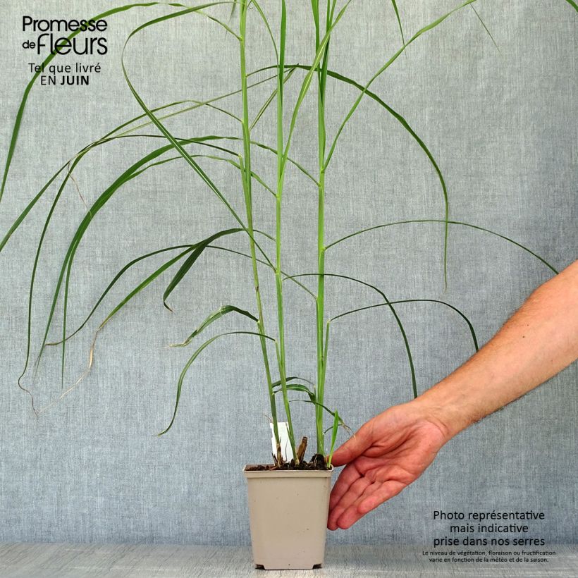 Spécimen de Miscanthus sinensis Malepartus - Eulalie, Roseau de Chine Godet de 8/9 cm tel que livré en été