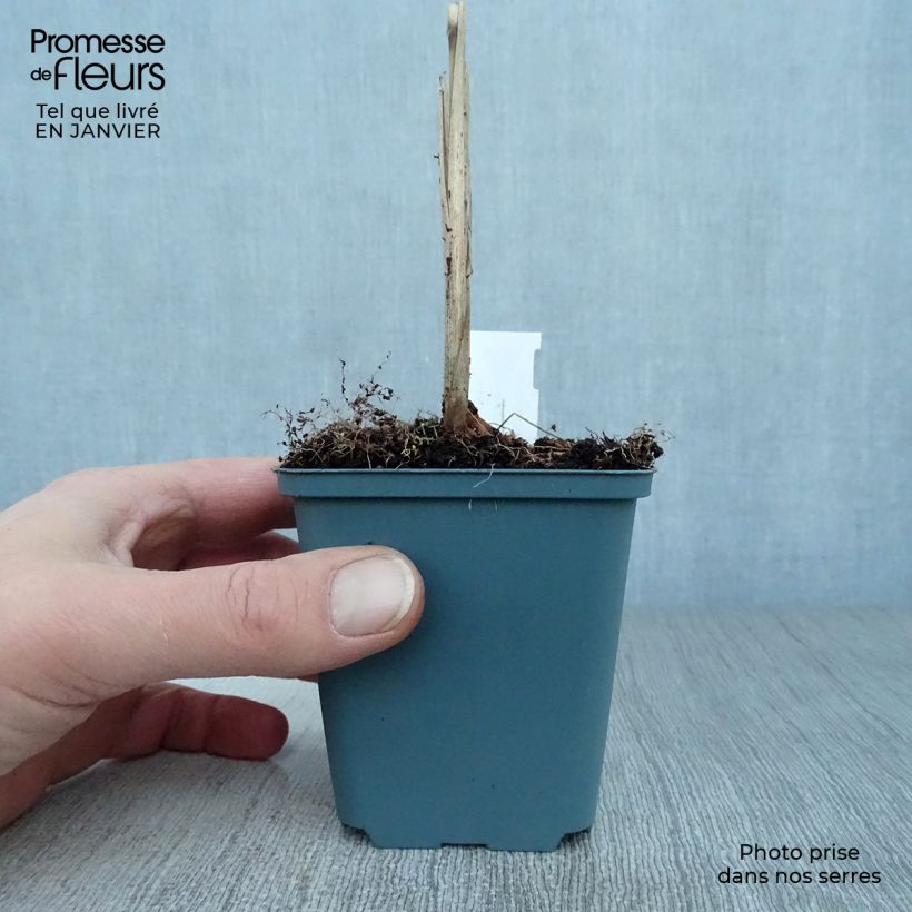 Spécimen de Miscanthus sinensis Malepartus - Eulalie, Roseau de Chine Godet de 8/9 cm tel que livré en hiver