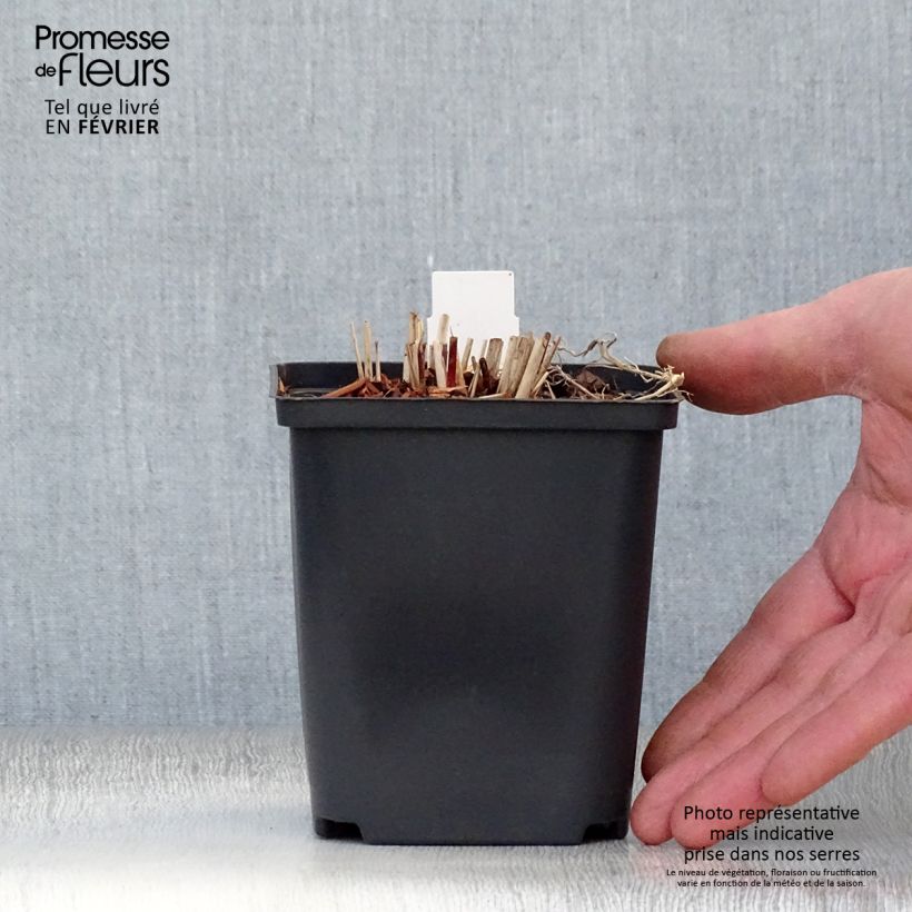 Spécimen de Miscanthus sinensis Purple Fall® - Eulalie, Roseau de Chine Godet de 8/9 cm tel que livré en hiver