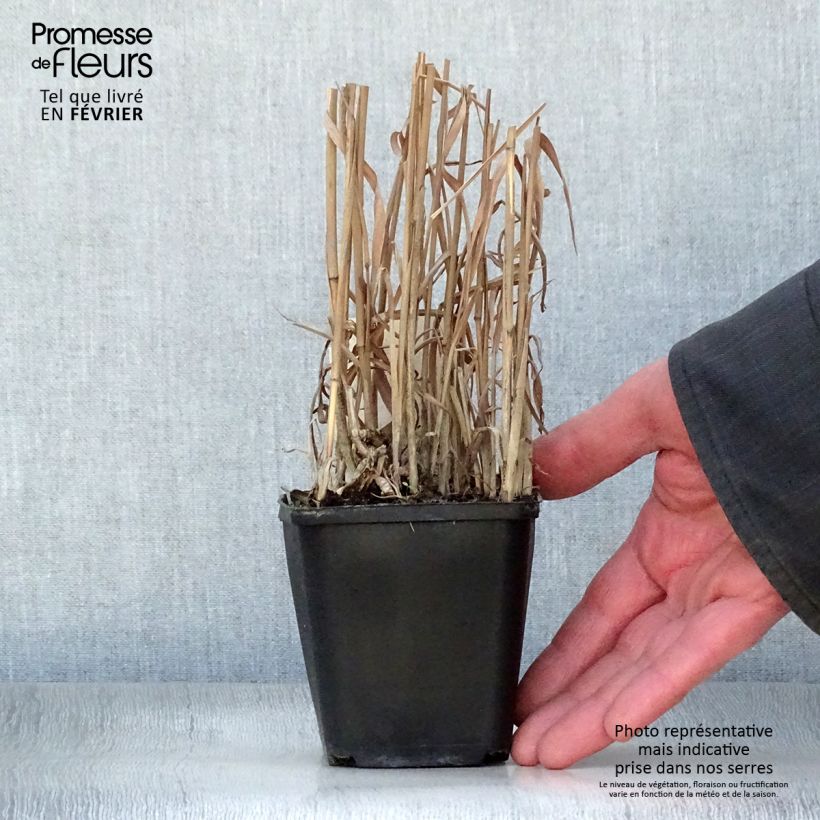 Spécimen de Miscanthus sinensis Purpurascens, Eulalie Godet de 8/9 cm tel que livré en hiver