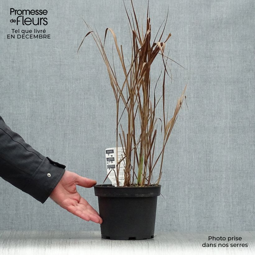 Spécimen de Miscanthus sinensis Purpurascens, Eulalie Pot de 2L/3L tel que livré en hiver