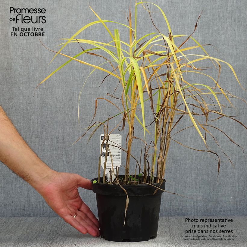 Spécimen de Miscanthus sinensis Purpurascens, Eulalie Pot de 2L/3L tel que livré en automne