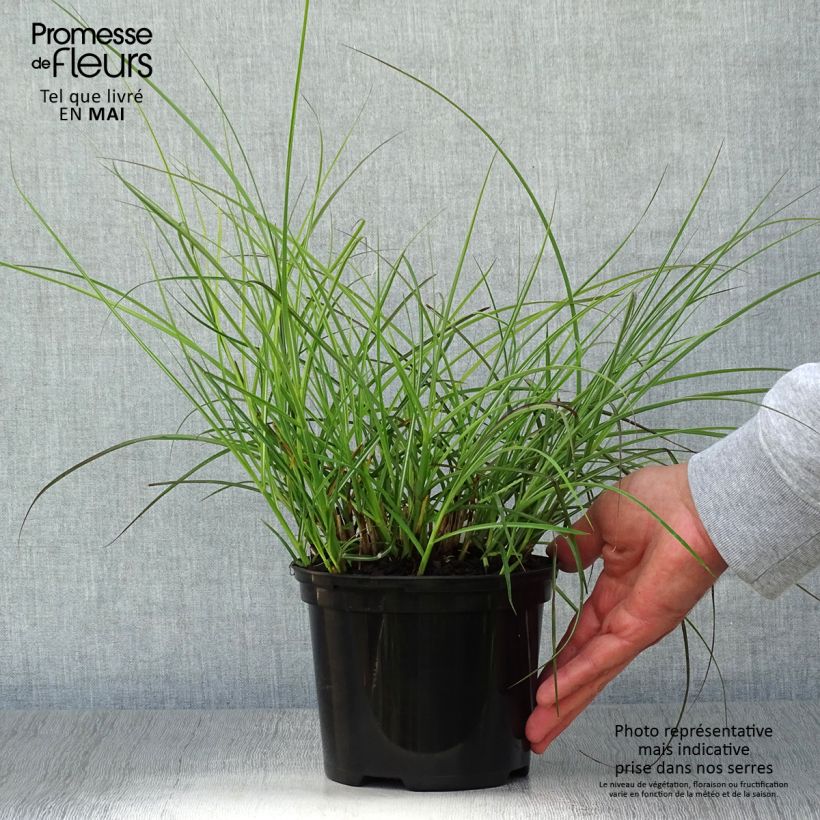 Spécimen de Miscanthus sinensis Red Chief - Roseau de Chine Pot de 1,5L/2L tel que livré au printemps