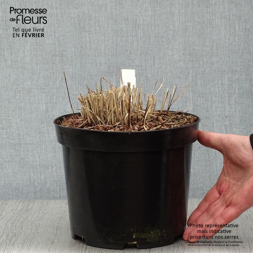 Spécimen de Miscanthus sinensis Red Chief - Roseau de Chine Pot de 4L/5L tel que livré en hiver