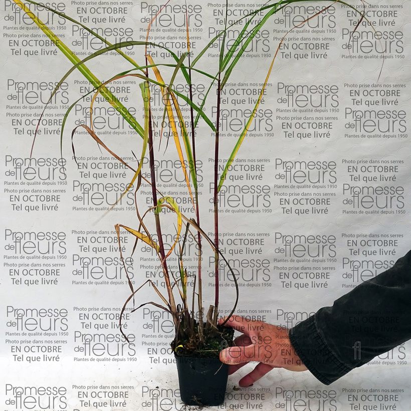 Exemple de spécimen de Miscanthus sinensis Roland - Roseau de Chine Godet de 8/9 cm tel que livré