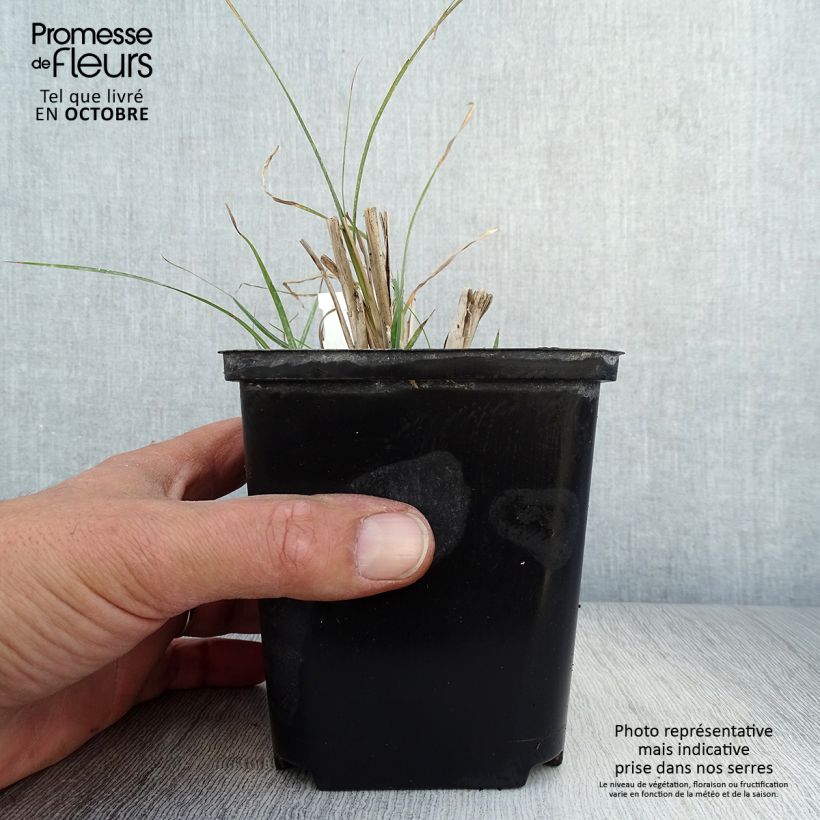 Spécimen de Miscanthus sinensis Rotsilber - Roseau de Chine Godet de 8/9 cm tel que livré en automne