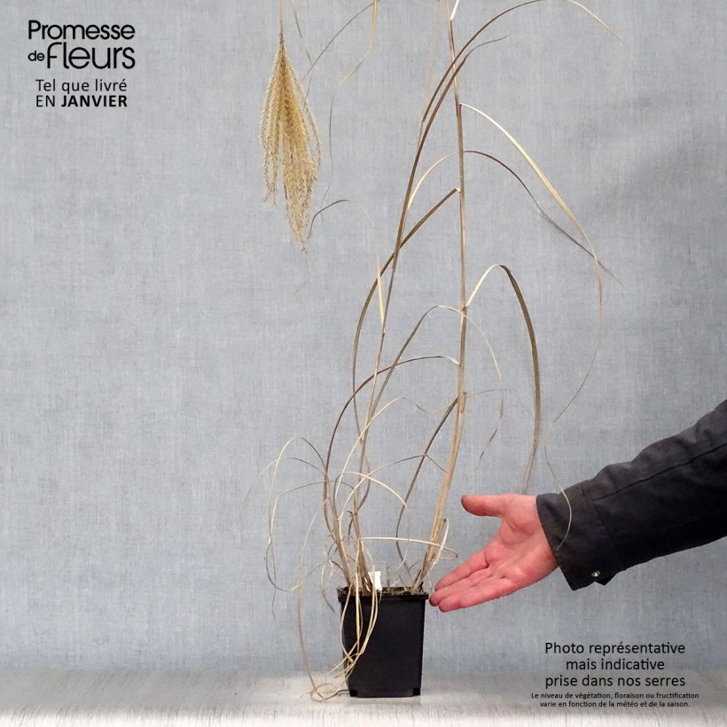 Spécimen de Miscanthus sinensis Rotsilber - Roseau de Chine Godet de 8/9 cm tel que livré en hiver