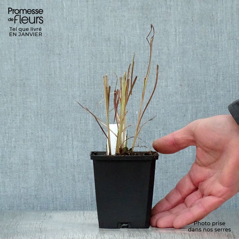 Spécimen de Miscanthus sinensis Silberfeder - Roseau de Chine Godet de 8/9 cm tel que livré en hiver