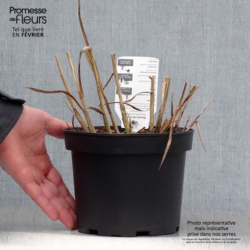 Spécimen de Miscanthus sinensis Silberfeder - Roseau de Chine Pot de 2L/3L tel que livré en hiver