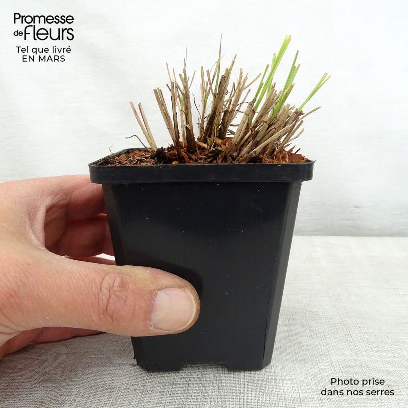 Spécimen de Miscanthus sinensis Silberspinne - Roseau de Chine Godet de 8/9 cm tel que livré au printemps