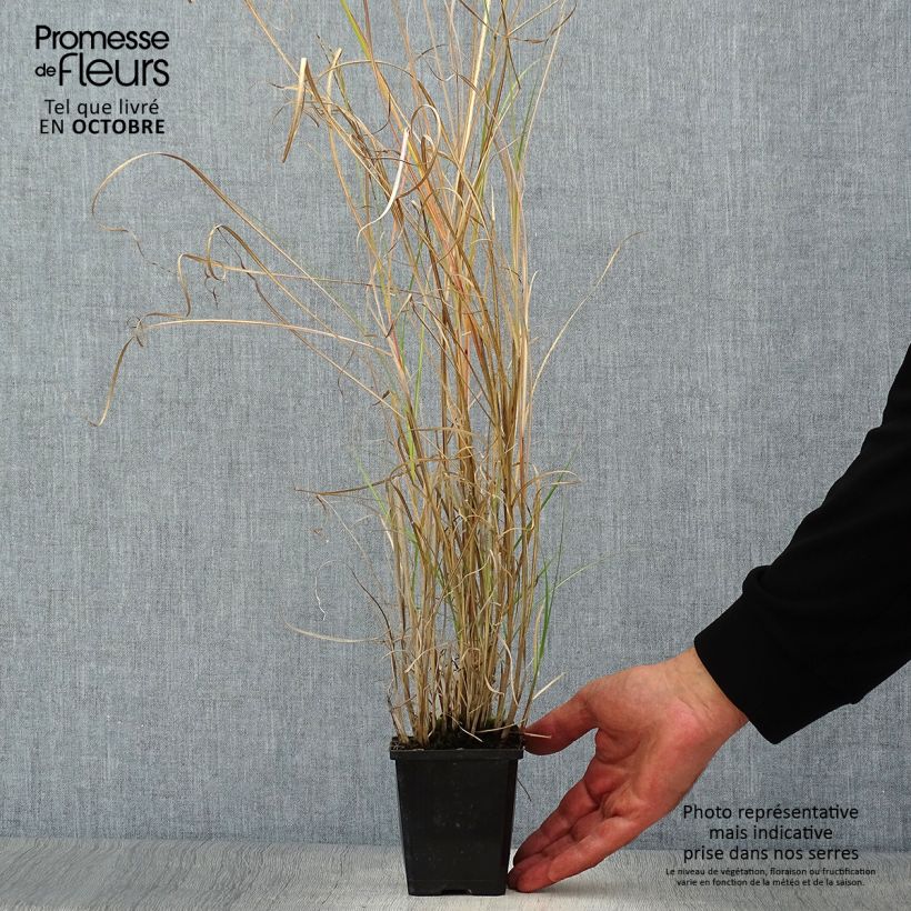 Spécimen de Miscanthus sinensis Silberspinne - Roseau de Chine Godet de 8/9 cm tel que livré en automne