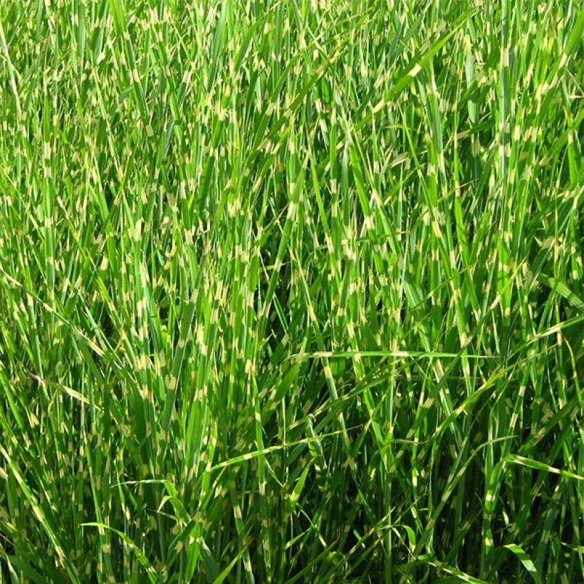 Miscanthus sinensis Strictus - Roseau de Chine (Port)