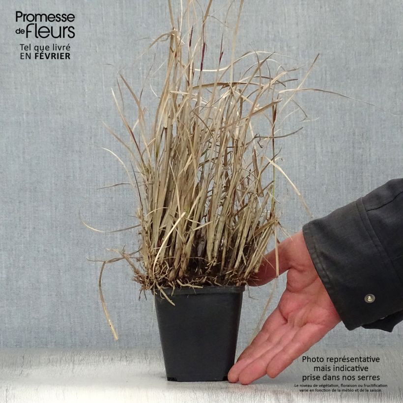Spécimen de Miscanthus sinensis Strictus Dwarf - Roseau de Chine Godet de 8/9 cm tel que livré en hiver