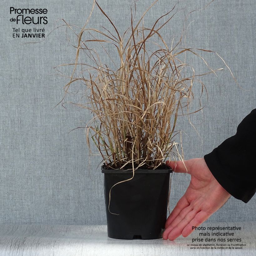 Spécimen de Miscanthus sinensis Strictus Dwarf - Roseau de Chine Pot de 2L/3L tel que livré en hiver