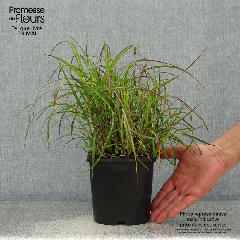Spécimen de Miscanthus sinensis Strictus Dwarf - Roseau de Chine Pot de 2L/3L tel que livré au printemps
