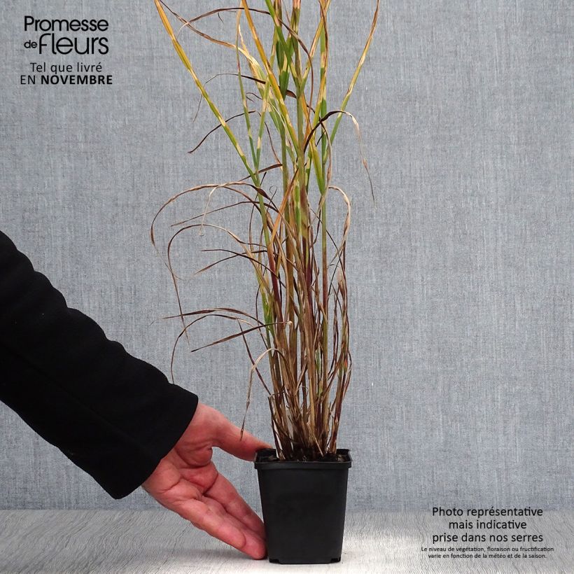 Spécimen de Miscanthus sinensis Strictus - Roseau de Chine Godet de 8/9 cm tel que livré en automne