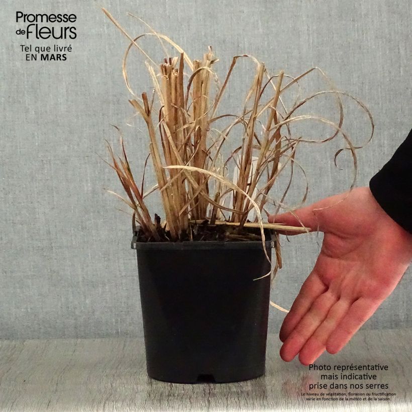 Spécimen de Miscanthus sinensis Strictus - Roseau de Chine Pot de 2L/3L tel que livré en hiver