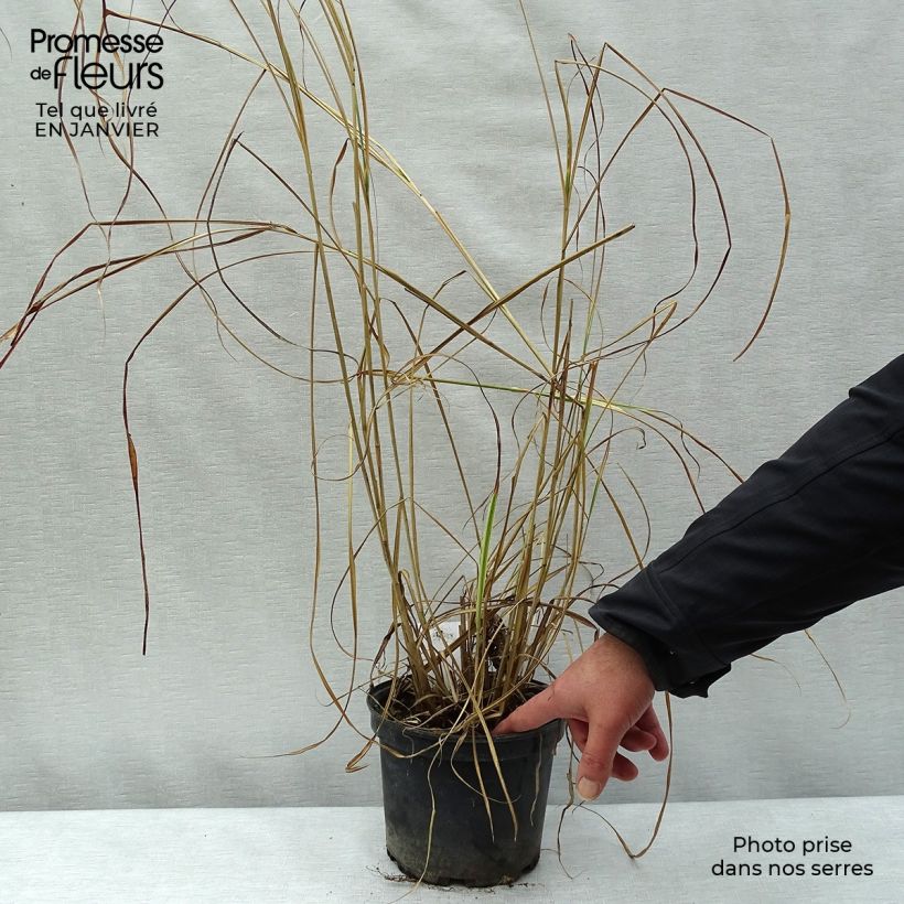 Spécimen de Miscanthus sinensis Variegatus - Roseau de Chine Pot de 2L/3L tel que livré en hiver