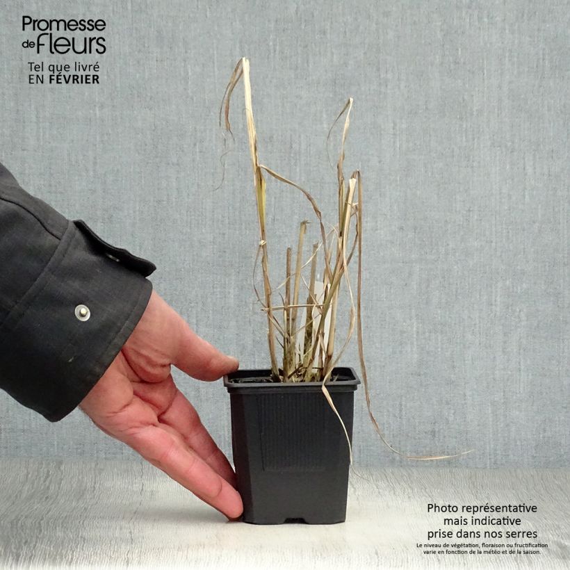 Spécimen de Miscanthus sinensis Variegatus - Roseau de Chine Godet de 8/9 cm tel que livré en hiver