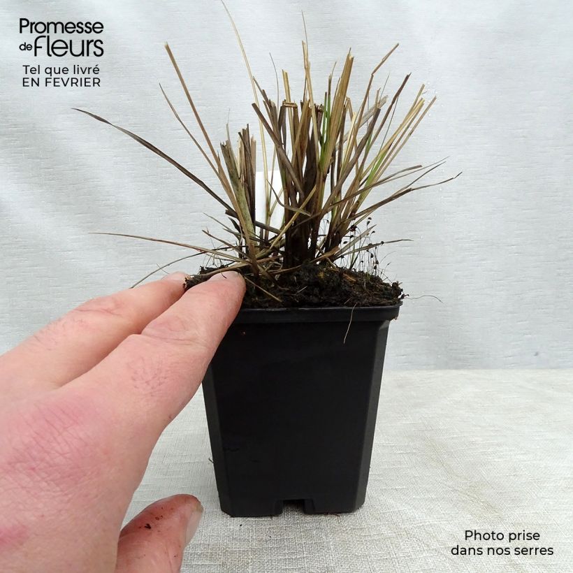Spécimen de Miscanthus sinensis Yaku-Jima - Roseau de Chine  Godet de 8/9 cm tel que livré en hiver