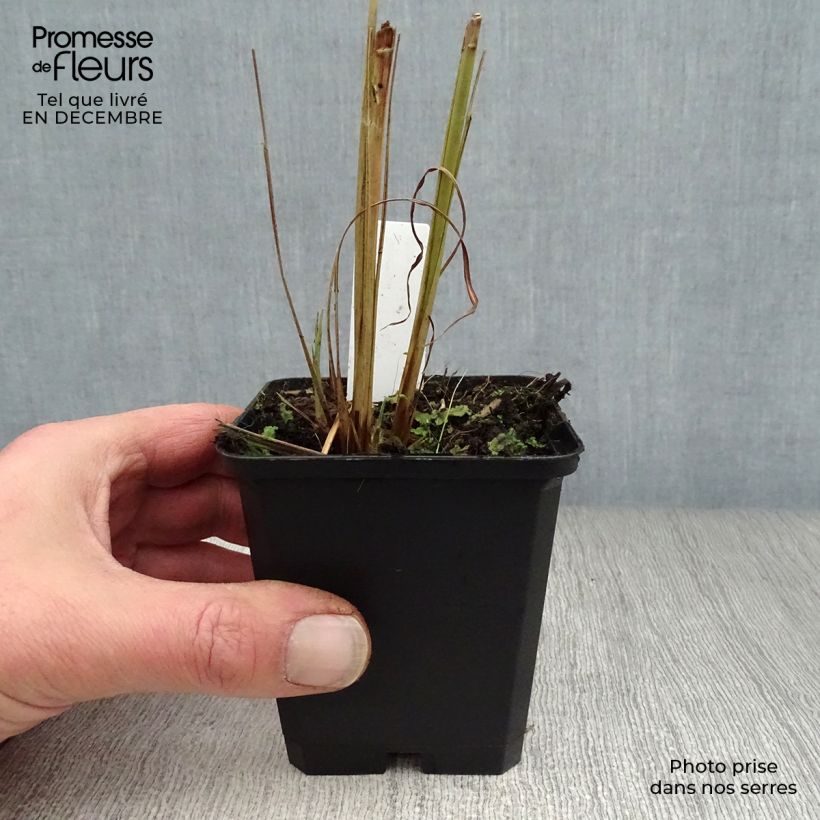 Spécimen de Miscanthus sinensis Zebrinus - Roseau de Chine Godet de 8/9 cm tel que livré en hiver