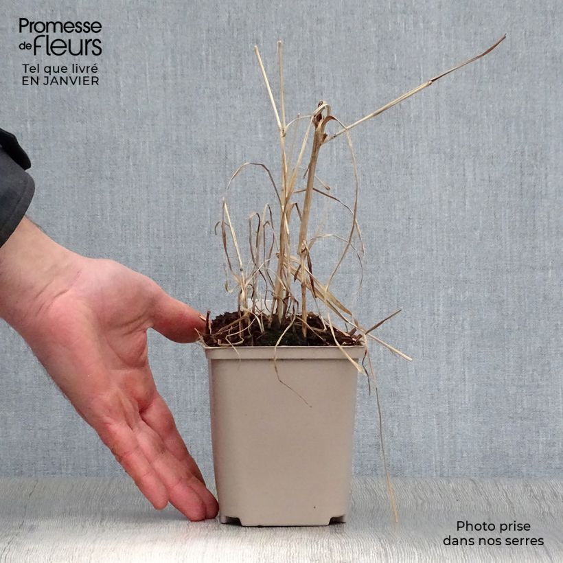 Spécimen de Miscanthus (x) giganteus Alligator - Roseau de Chine Pot de 10 cm/11cm tel que livré en hiver