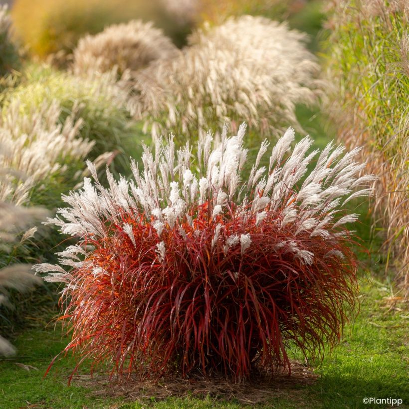 Miscanthus Lady in Red - Roseau de Chine (Port)