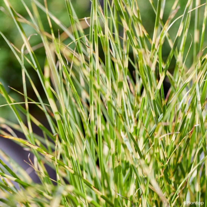 Miscanthus sinensis Little Tiger - Eulalie, Roseau de Chine (Feuillage)