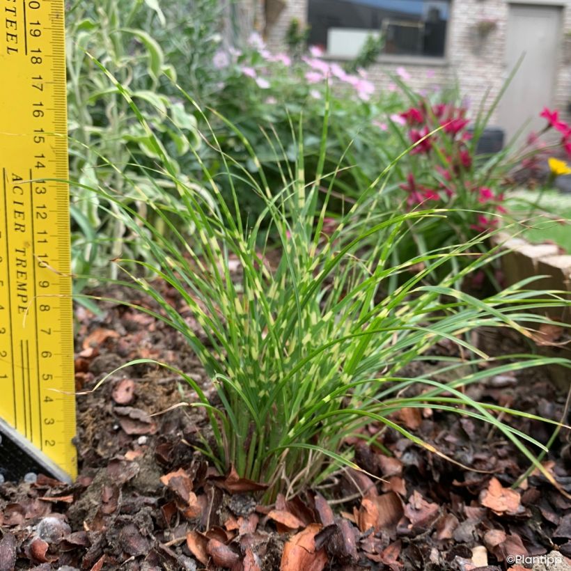Miscanthus sinensis Little Tiger - Eulalie, Roseau de Chine (Port)