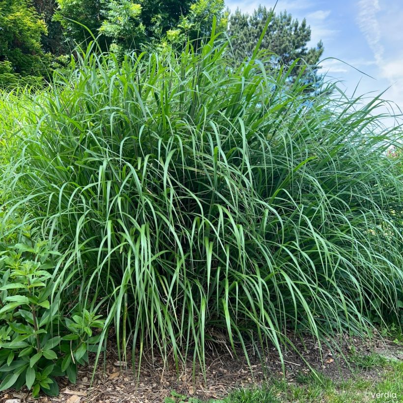 Miscanthus Miscanvert - Roseau de Chine (Port)