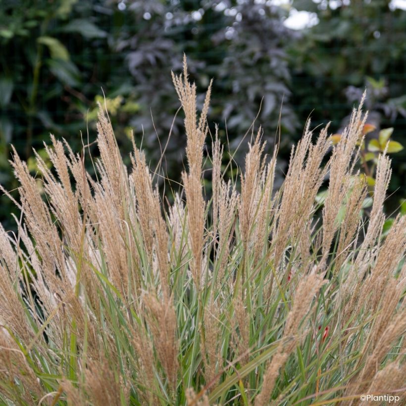 Miscanthus sinensis Missmini - Eulalie, Roseau de Chine (Floraison)