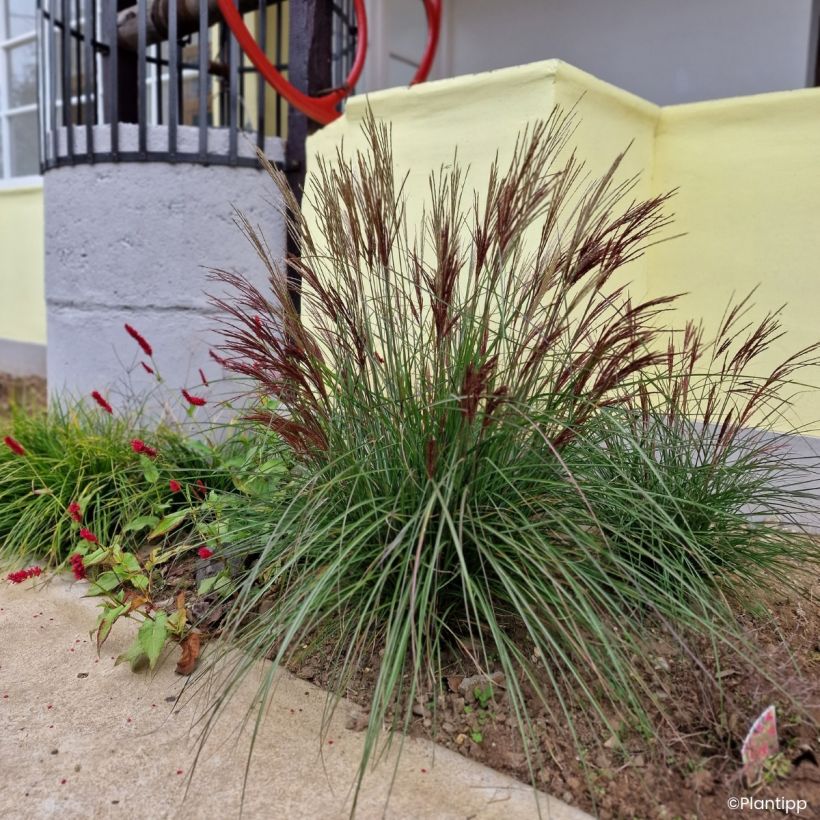 Miscanthus sinensis Missmini - Eulalie, Roseau de Chine (Port)