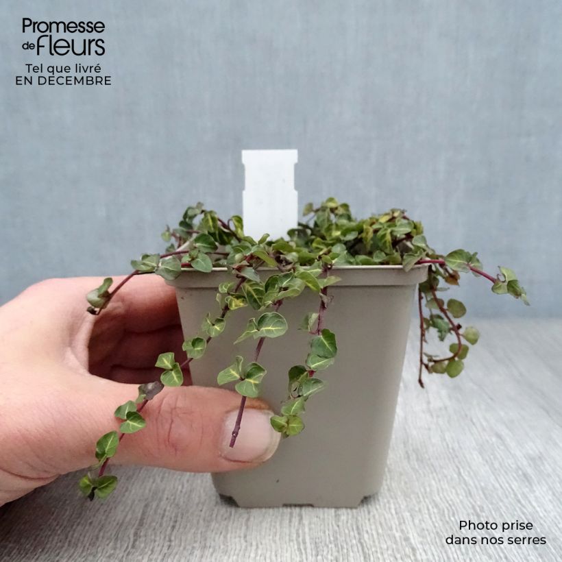 Spécimen de Mitchella repens - Pain de perdrix                       Godet de 8/9 cm tel que livré en hiver