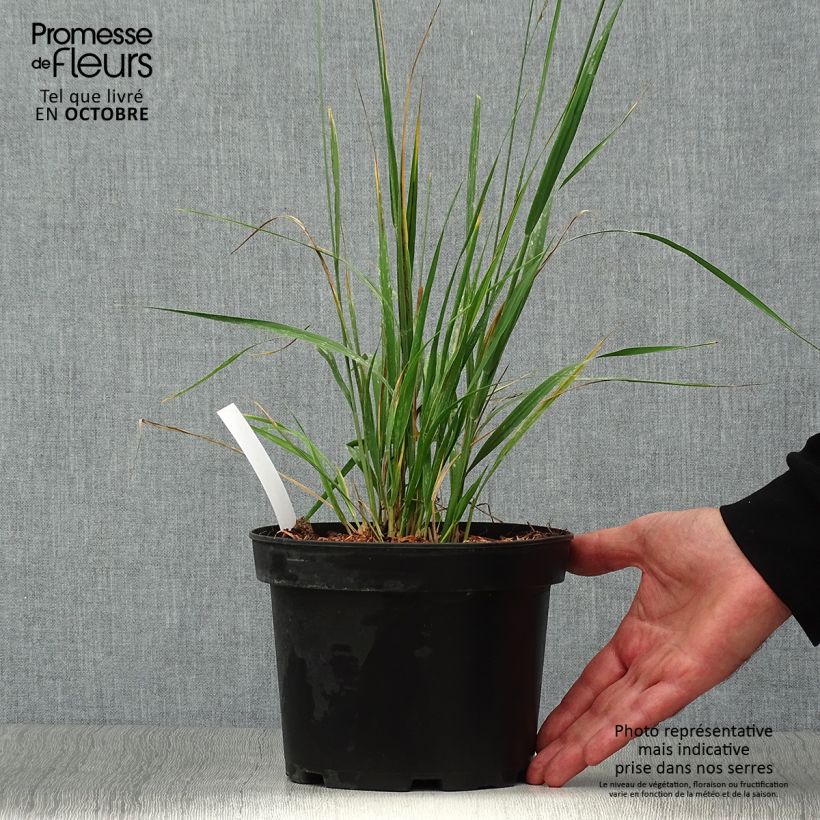 Spécimen de Molinia arundinacea Karl Foerster - Molinie Pot de 2L/3L tel que livré en automne