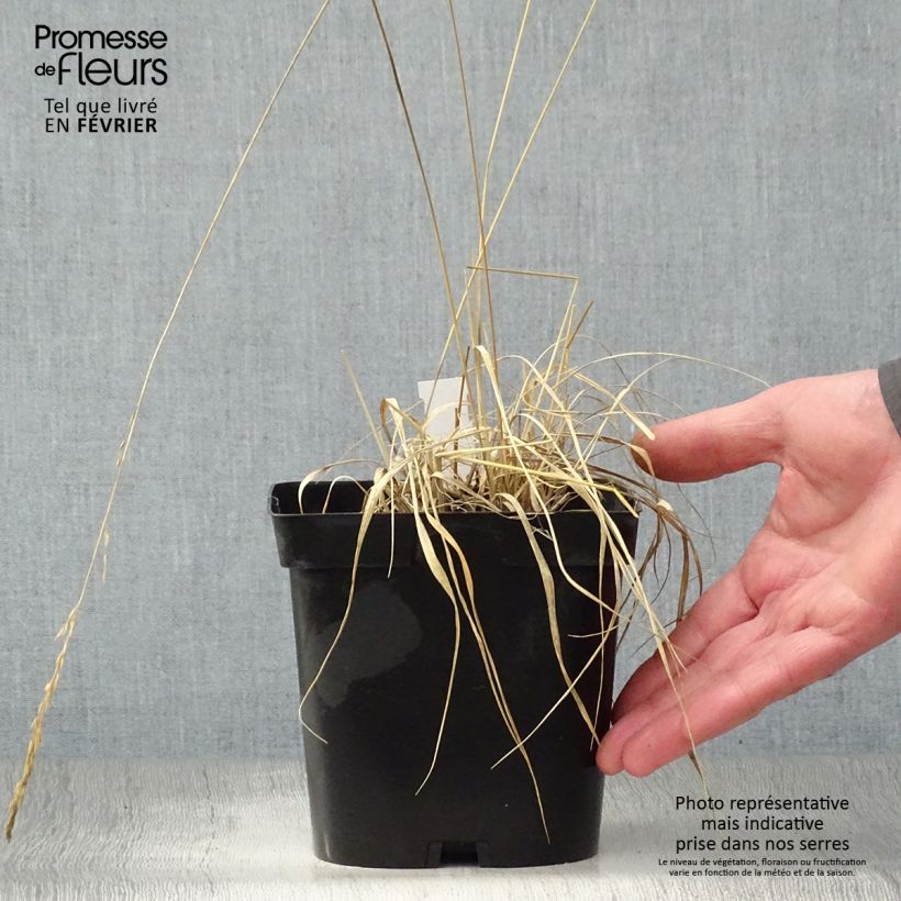 Spécimen de Molinia caerulea Edith Dudszus - Molinie bleue Pot de 2L/3L tel que livré en hiver