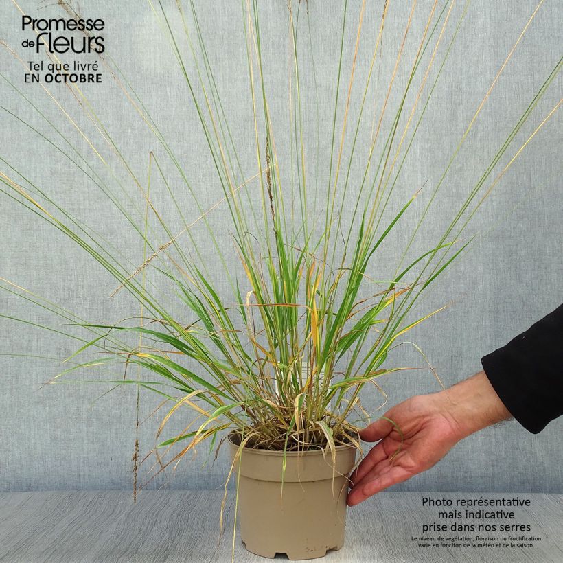 Spécimen de Molinia caerulea Moorhexe - Molinie bleue Pot de 2L/3L tel que livré en automne