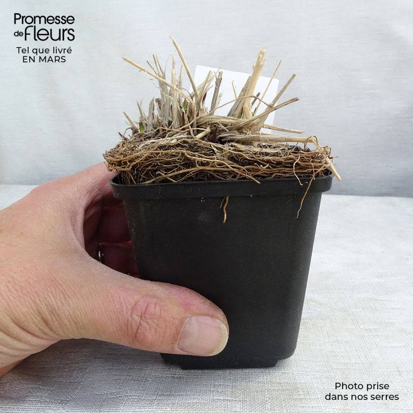 Spécimen de Molinia caerulea ssp arundinacea Fontäne Godet de 8/9 cm tel que livré en hiver