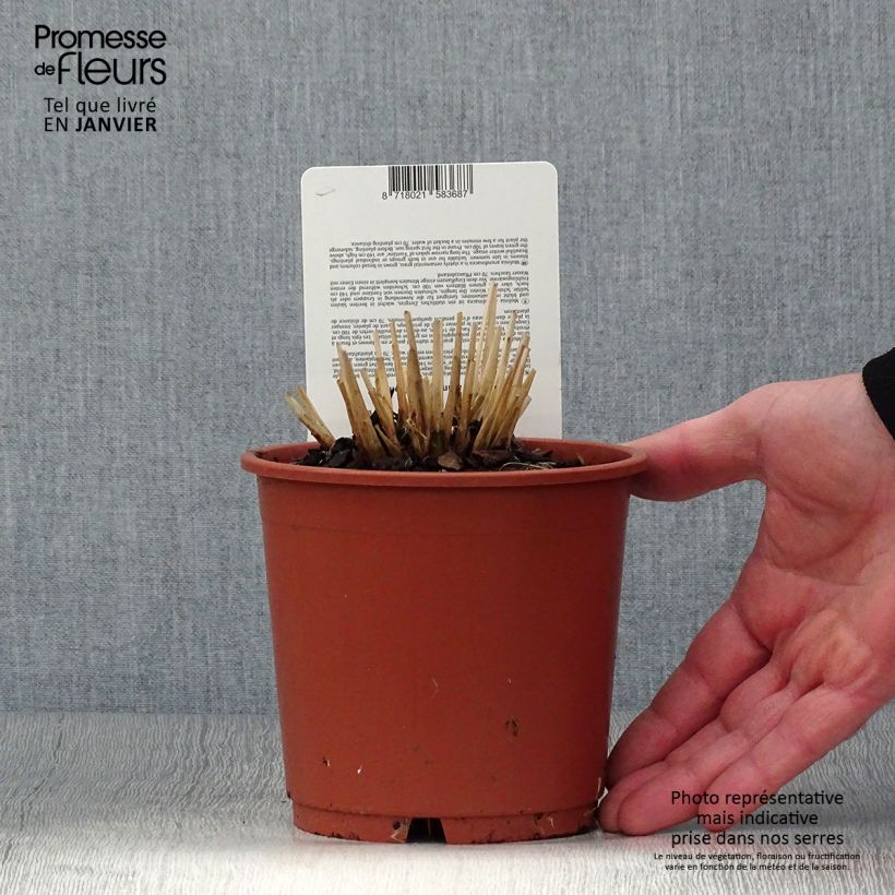 Spécimen de Molinia caerulea ssp arundinacea Fontäne Pot de 1L/1,5L tel que livré en hiver