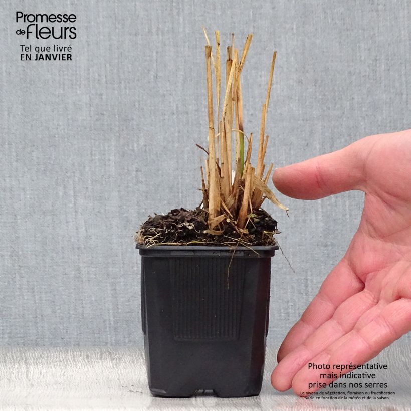 Spécimen de Molinia caerulea ssp arundinacea Transparent Godet de 8/9 cm tel que livré en hiver