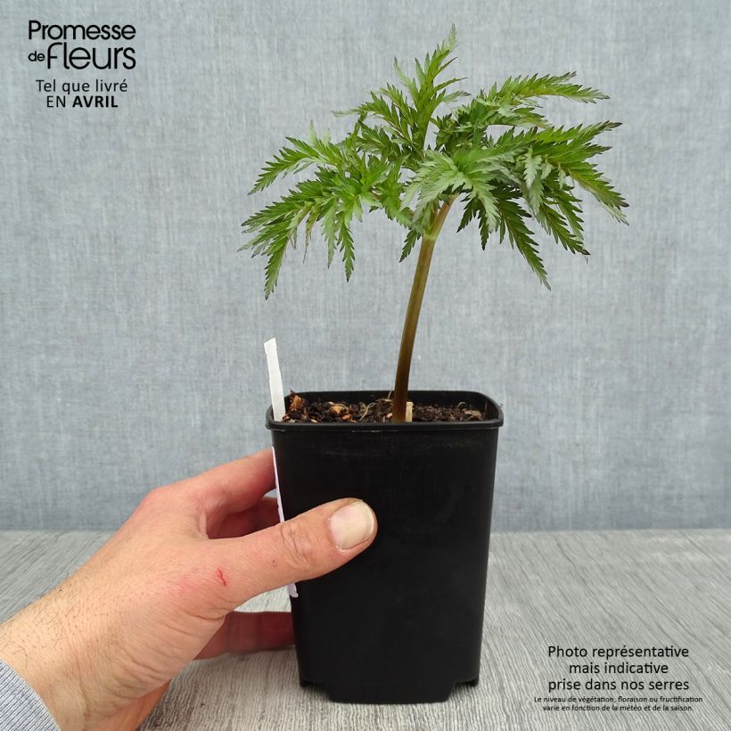 Spécimen de Molopospermum peloponnesiacum Godet de 8/9 cm tel que livré au printemps